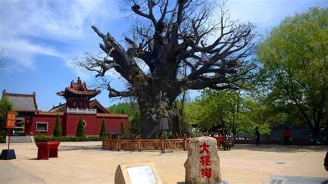 甘肃大槐树移民街图片大全