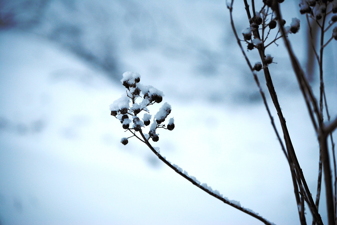 冬日暖阳下的云裳广场舞，白玫瑰在雪中绽放